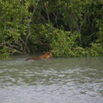 Tiger in the Forest Of Sunderban