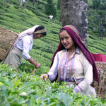 Darjeeling Tea Garden - Worker