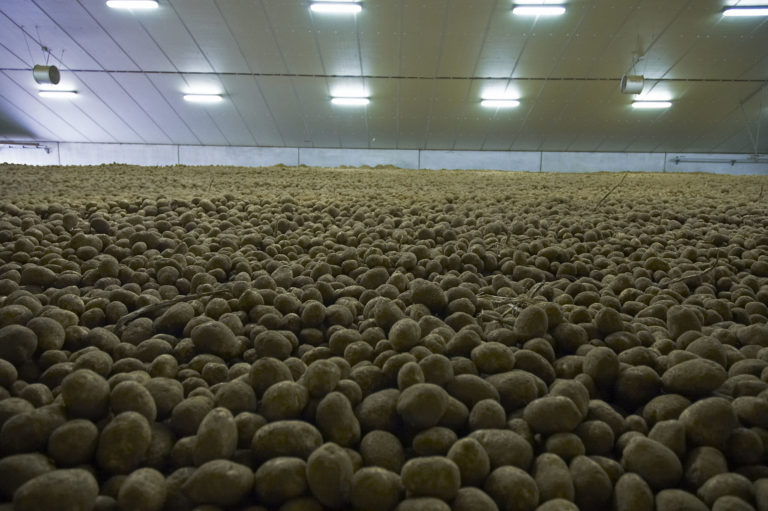 Potato - Cold Storage