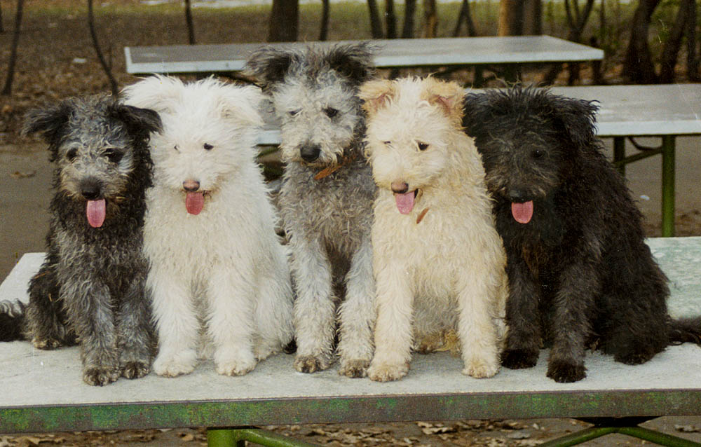 Pumi The Dog - USA Recognized as A New Breed