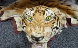 Tiger Skin - Say NO to Wildlife products