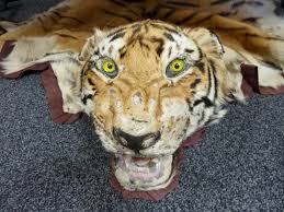 Tiger Skin - Say NO to Wildlife products
