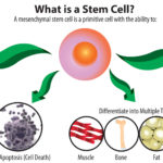 What Is A Stem Cell