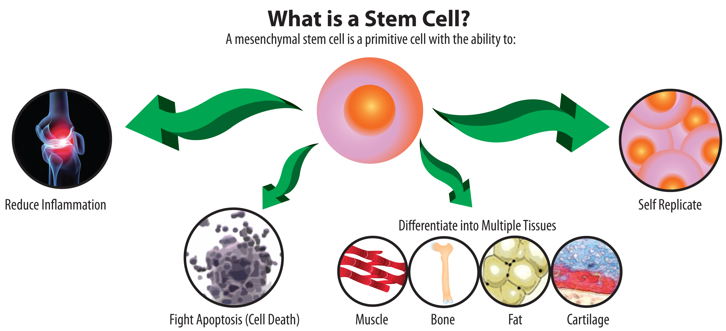 What Is A Stem Cell Photo Credit : www.tsaog.com
