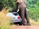 Elephant Attack - Nature