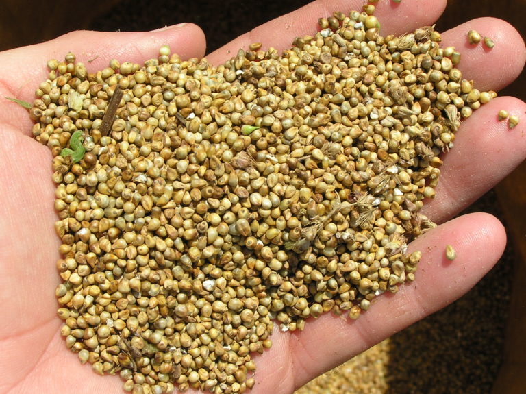 Food Grains