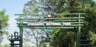 Gorumara National Park - West Bengal,India