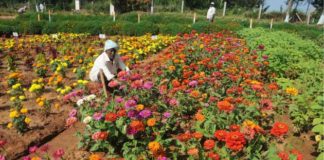 Horticulture - West Bengal