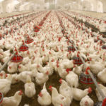Poultry Farming India