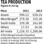 Tea Production