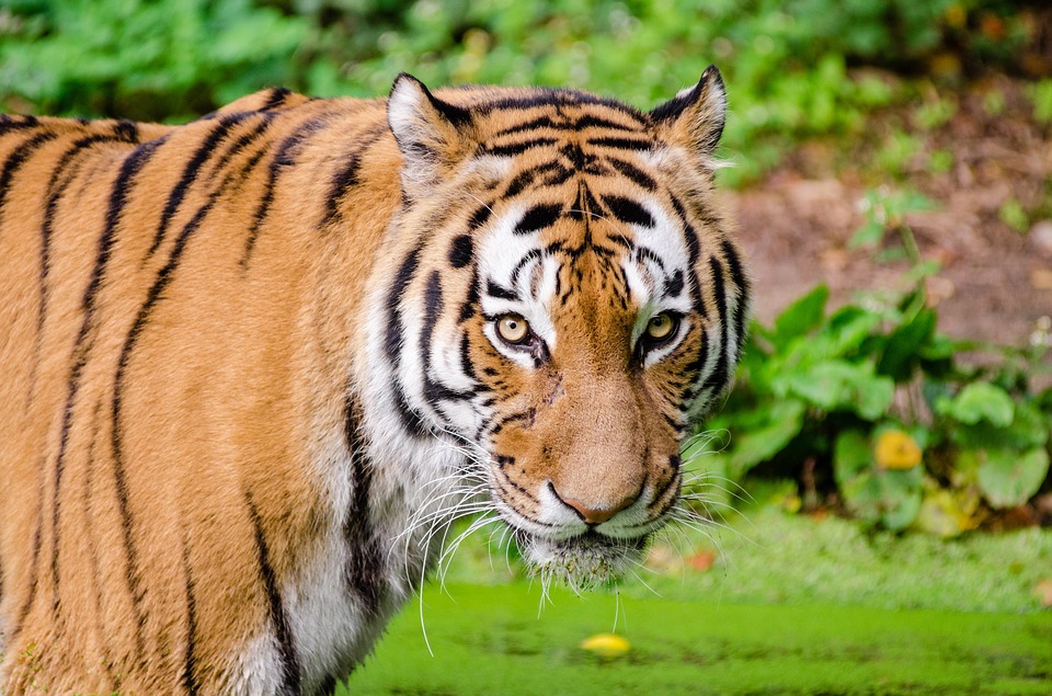 Tiger - India