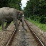 Elephants on Rail Track
