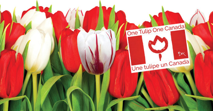 One Tulip One Canada