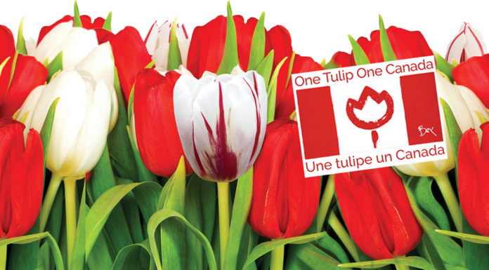 One Tulip One Canada