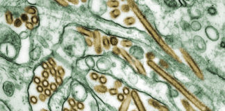India declares itself free from Highly Pathogenic Avian Influenza (H5N1 and H5N8) Colorized_transmission_electron_micrograph_of_Avian_influenza_A_H5N1_viruses