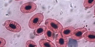 Frog red blood cells 1000X