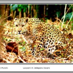 Leopard By Suman Munshi