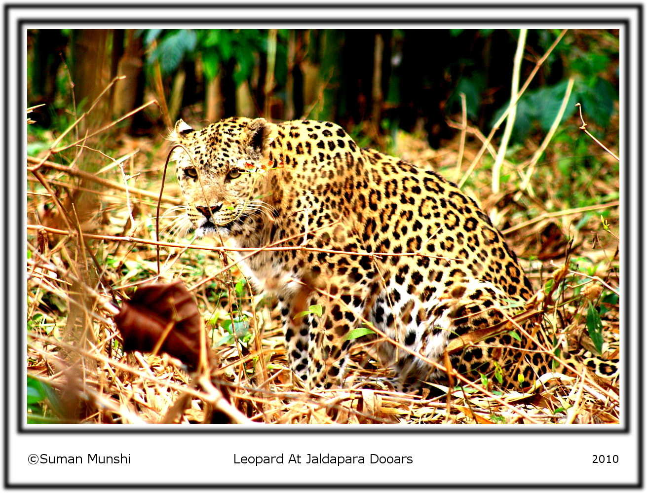 Leopard By Suman Munshi