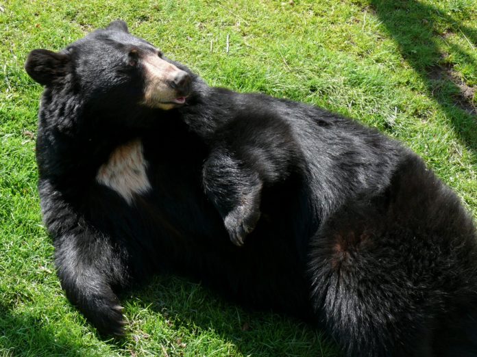 Asiatic Himalayan black bears