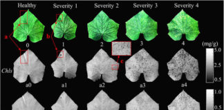 Imaging Technology to Identify Medicinal Plants