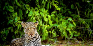 IV. A Young Samburu Male Leopard in a Resting Position, Samburu National Reserve, Kenya