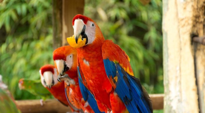 Red and Blue Macaws