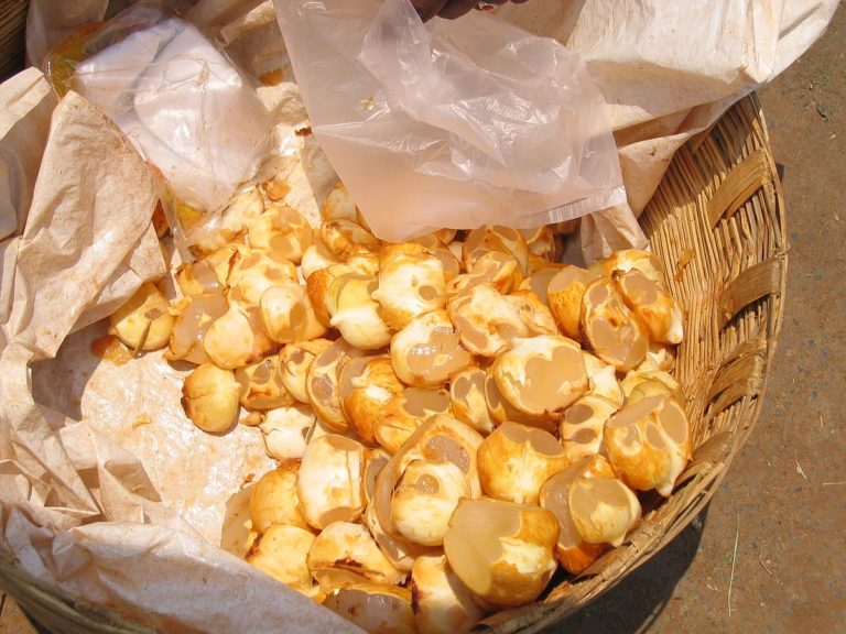 Chestnut - Taal Shansh