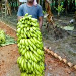 Keventer Banana 51 kg