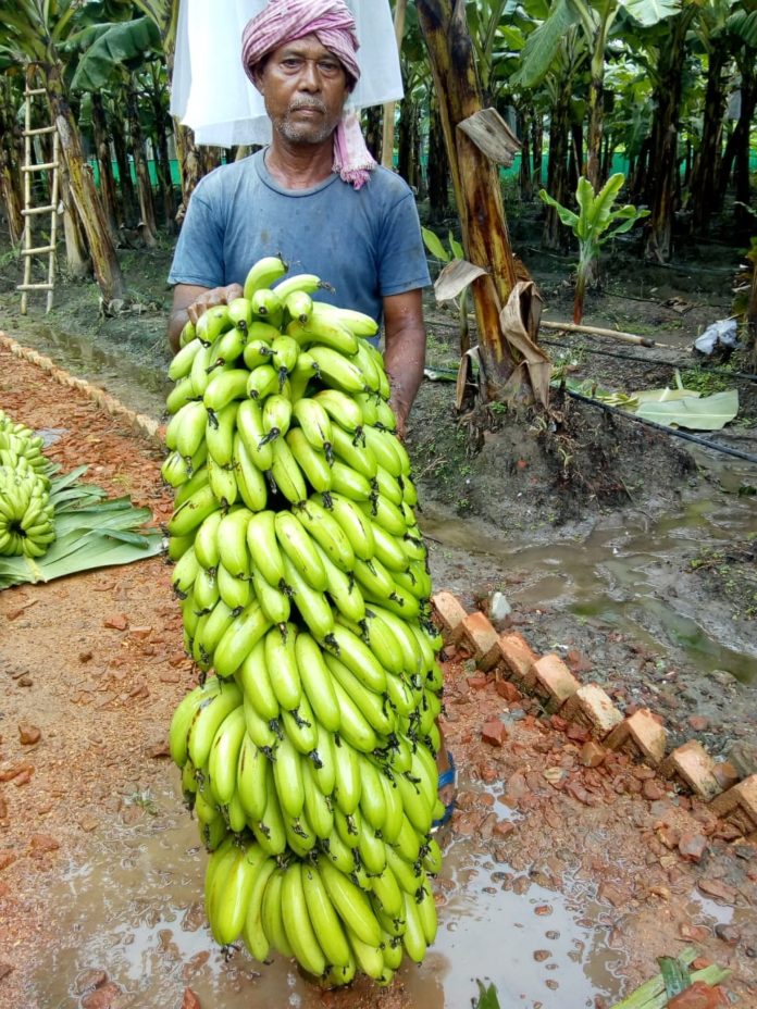 Keventer Banana 51 kg