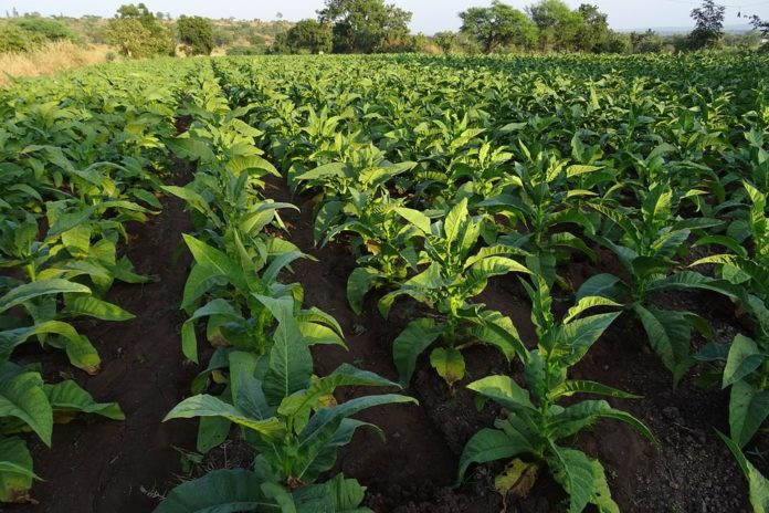 Tobacco Farming