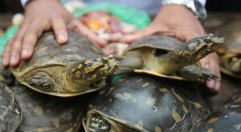 Tortoise illegal sale at South Dinajpur
