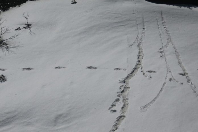 Yeti Foot Print by Indian Army