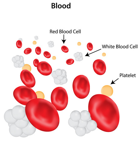 Blood labeled diagram - Image Platelet Society
