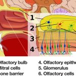 Olfactory-system – Nose internals