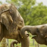 Baby and Mother – Elephant family