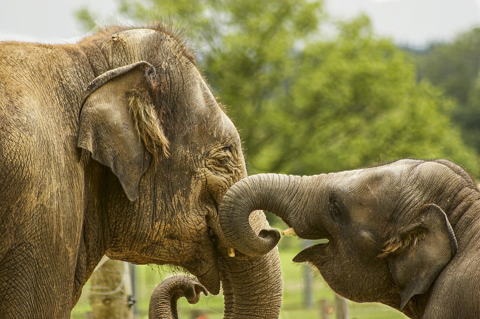 Baby and Mother - Elephant family