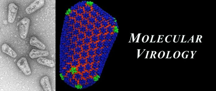 Molecular Biology Photo By https://www.vumc.org/pmi-education/person/molecular-virology