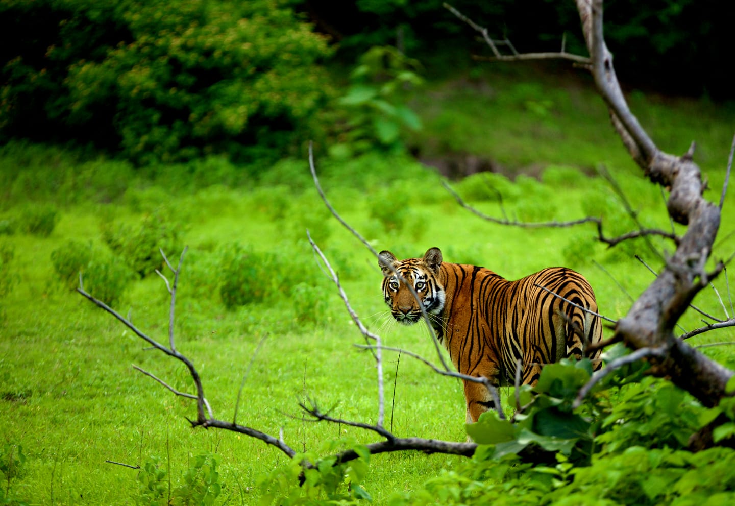 Monsoon Queen- Tigress at Tipeshwar Wild Life Sanctuary