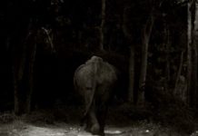 Elephant by Uday Krishna Peddireddi