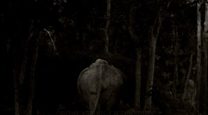 Elephant by Uday Krishna Peddireddi