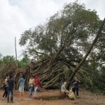Saving Tree at Goa – Uday Krishna Peddireddi and Team