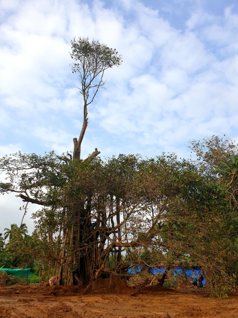 Saving Tree at Goa - Uday Krishna Peddireddi and Team Image 4
