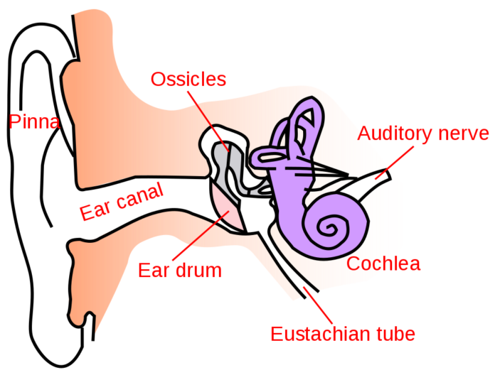 Ear-anatomy - Wikipedia