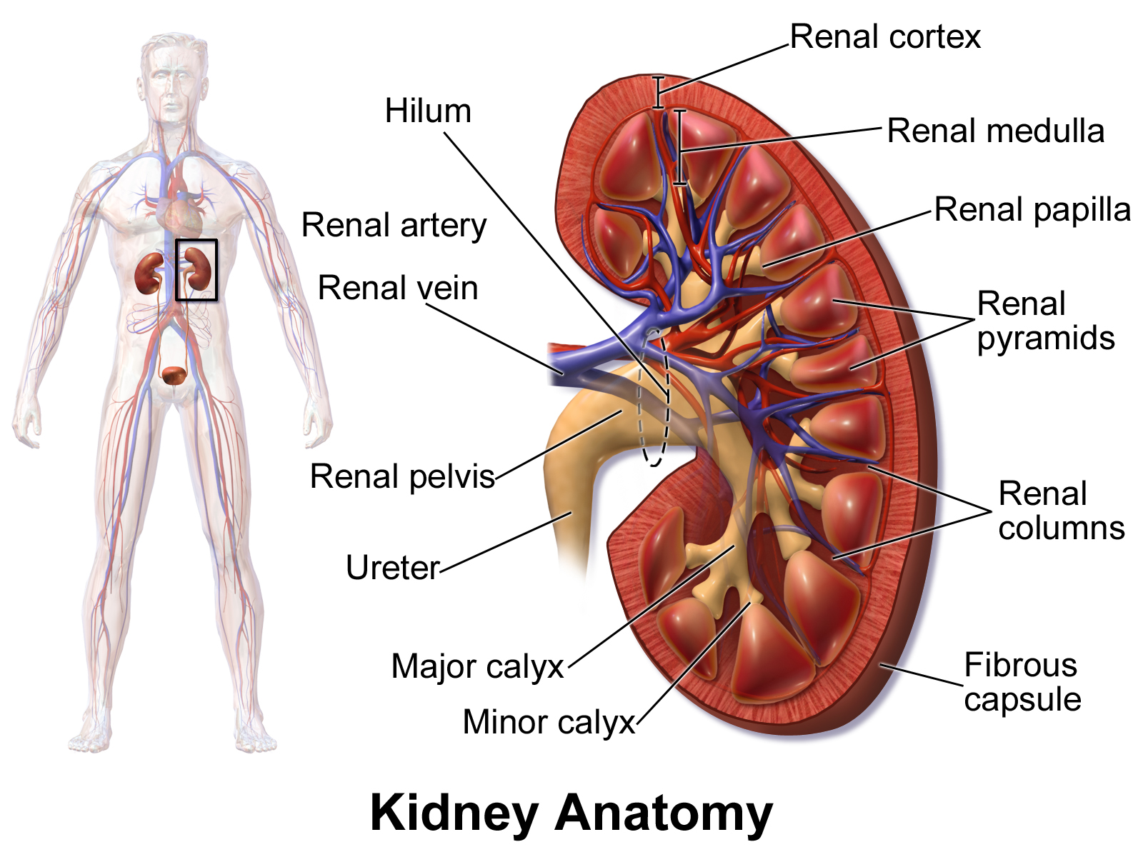 Kidney Anatomy - Wikipedia
