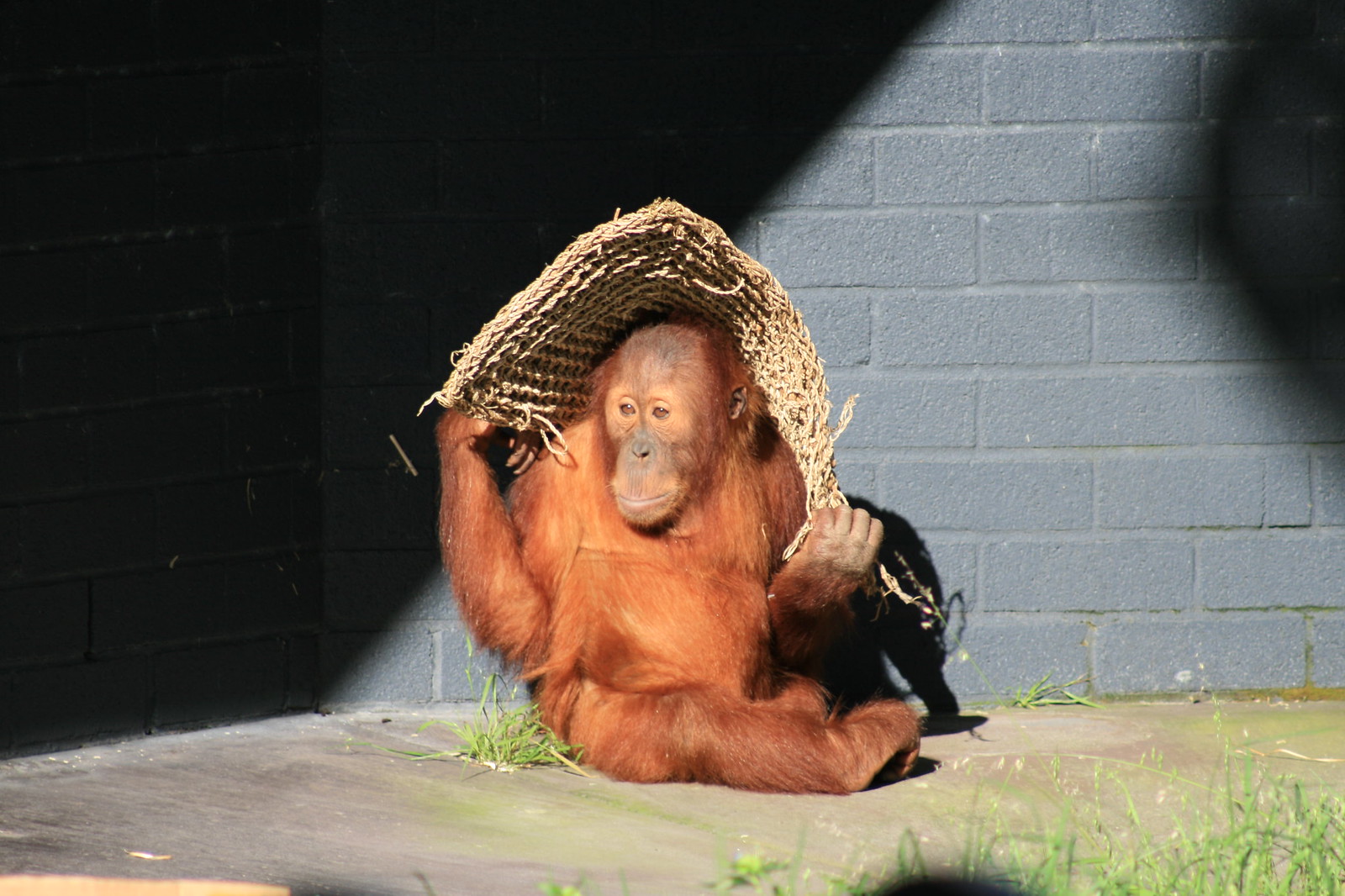 Too Hot - Photo By Suman Munshi , Perth Zoo
