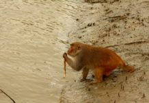 Monkey in Sunderbans by Suman Munshi