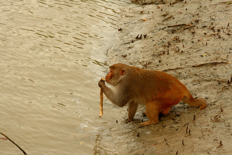 Monkey in Sunderbans
