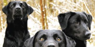K-9, the unsung heroes K-9 , the unsung heroes
