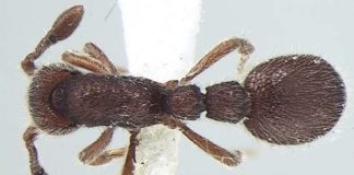 New ant species discovered from Kerala named after JNCASR researcher, evolutionary biologist Prof. Amitabh Joshi Fig 3. Ooceraea joshii sp. nov. Body in dorsal view [Bharti H. et al. 2021. Two new species of Ooceraea (Hymenoptera, Formicidae, Dorylinae) from India with ten-segmented antennae. ZooKeys 1010: 165-183;
