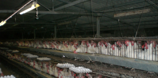 দেশে এভিয়ান ইনফ্লুয়েঞ্জার পরিস্থিতি Poultry Firm - Image Wikipedia